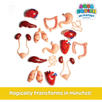 Aqua Squish Human Organs Kit