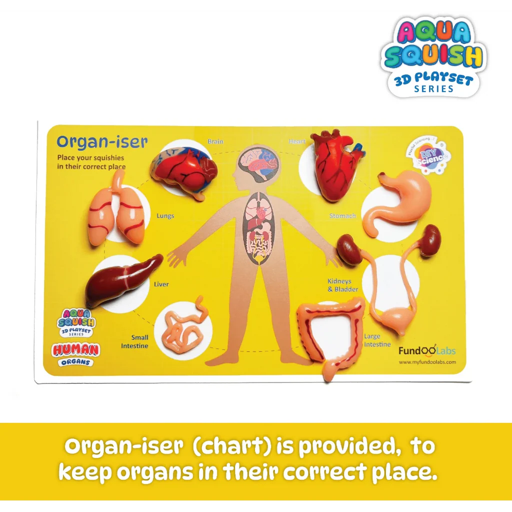 Aqua Squish Human Organs Kit