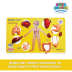 Aqua Squish Human Organs Kit